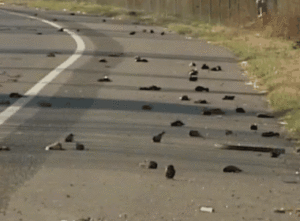 Dead-Birds-madhyapradesh